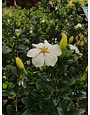Gardenia, Gardenia jasminoides 'Kleim's Hardy' 1G