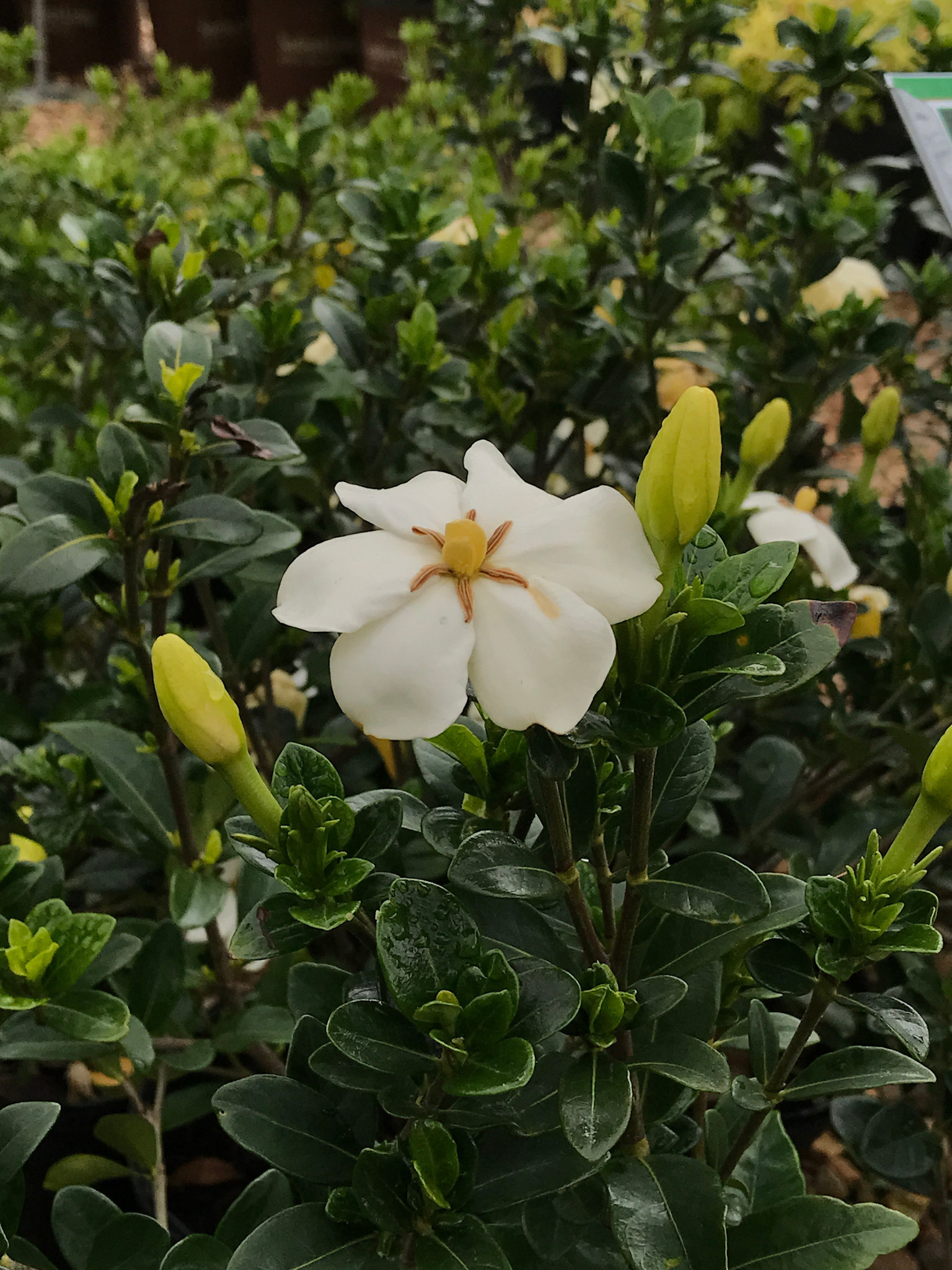 Gardenia, Gardenia jasminoides 'Kleim's Hardy' 1G