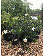 Gardenia, Kleims Hardy 1G