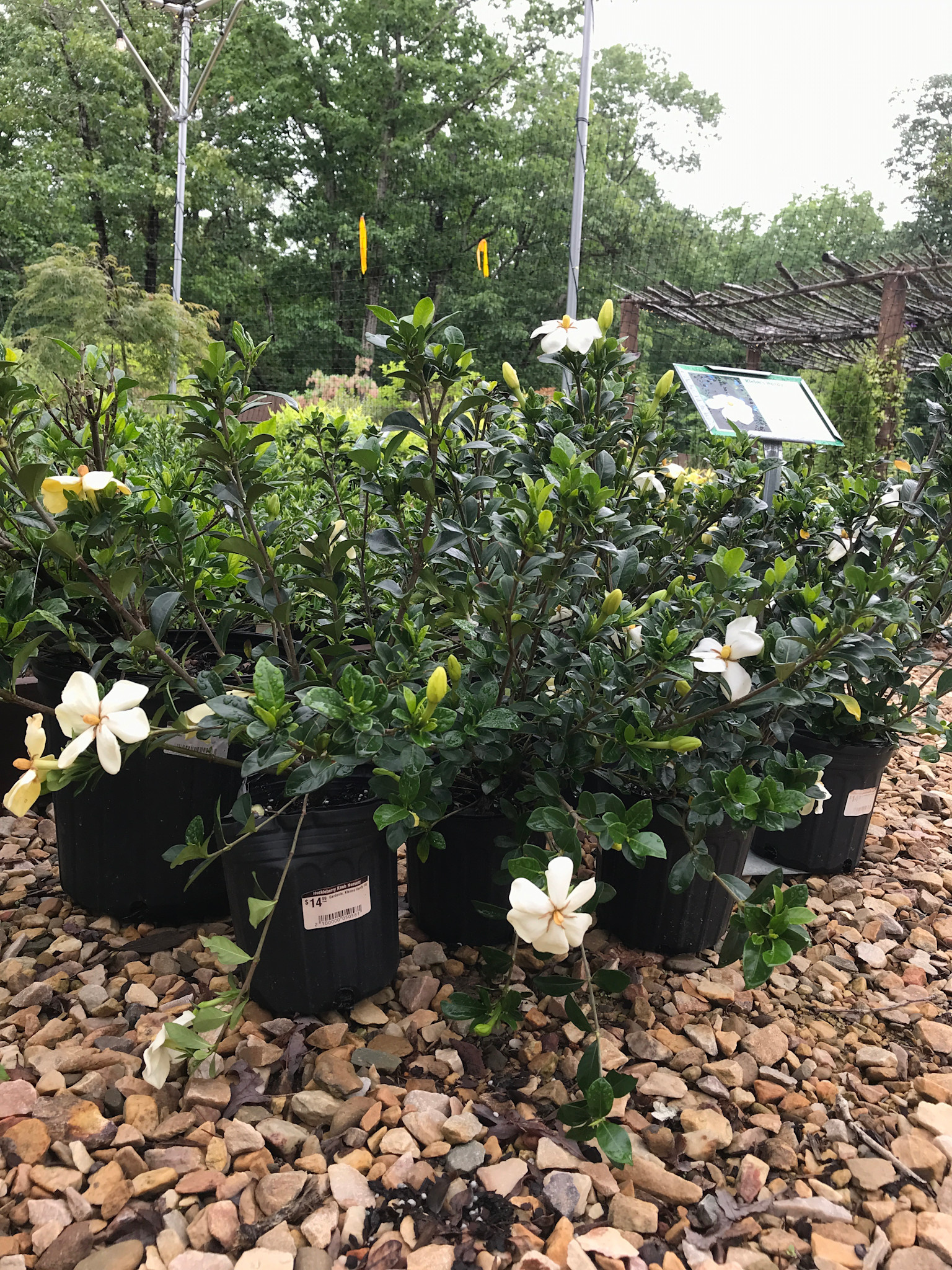 Gardenia, Gardenia jasminoides 'Kleim's Hardy' 1G