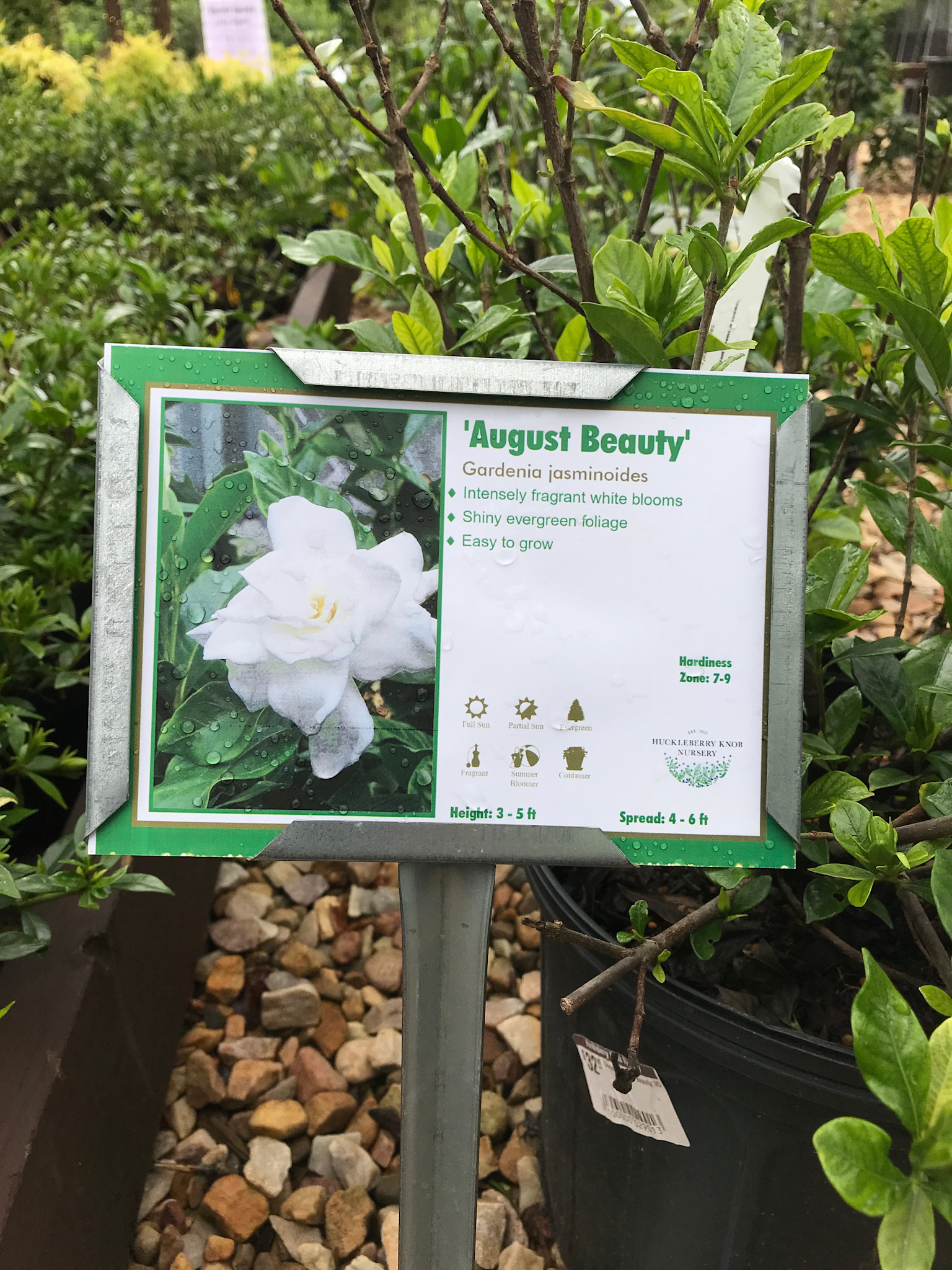 Gardenia August Beauty 3G