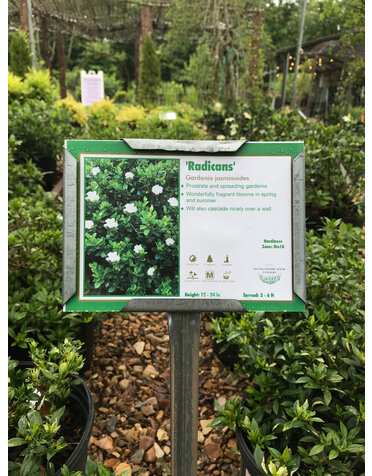 Gardenia, Gardenia jasminoides 'Radicans' 1G