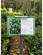 Gardenia Radicans 1G