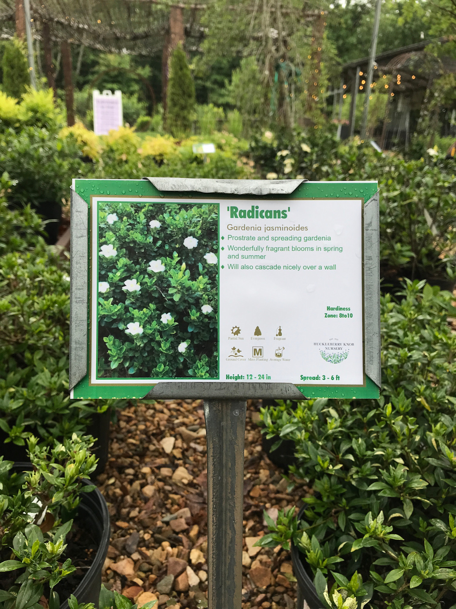 Gardenia, Gardenia jasminoides 'Radicans' 1G