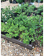 Gardenia Radicans 1G