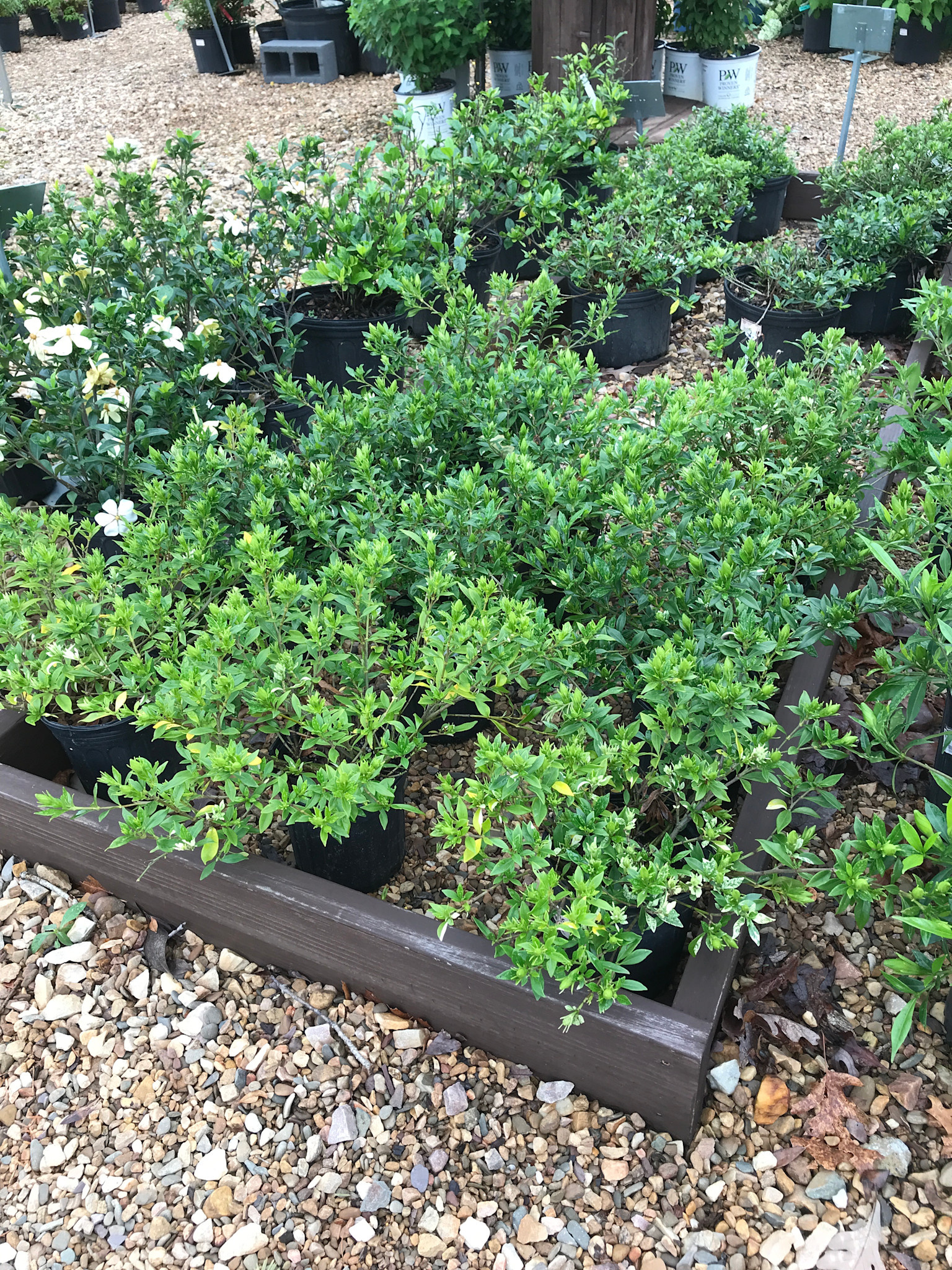 Gardenia, Gardenia jasminoides 'Radicans' 1G