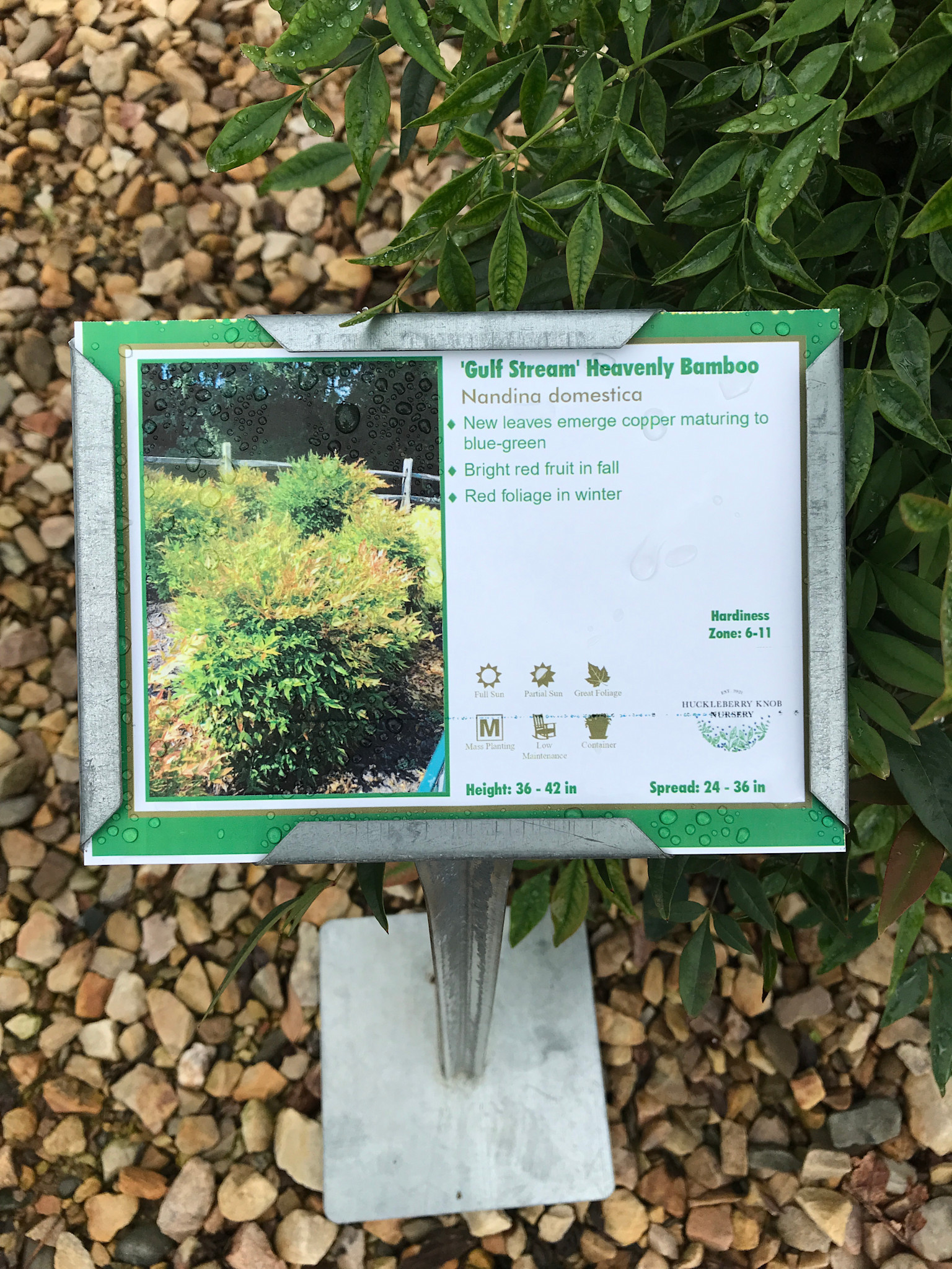 Nandina, Nandina domestica 'Gulf Stream' 3G