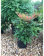 Gulf Stream Nandina #3 12-15" x 12-15"