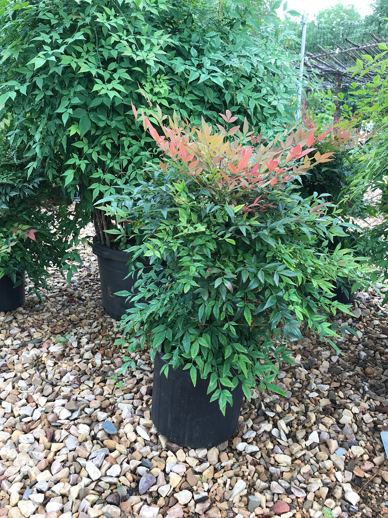 Gulf Stream Nandina #3 12-15" x 12-15"