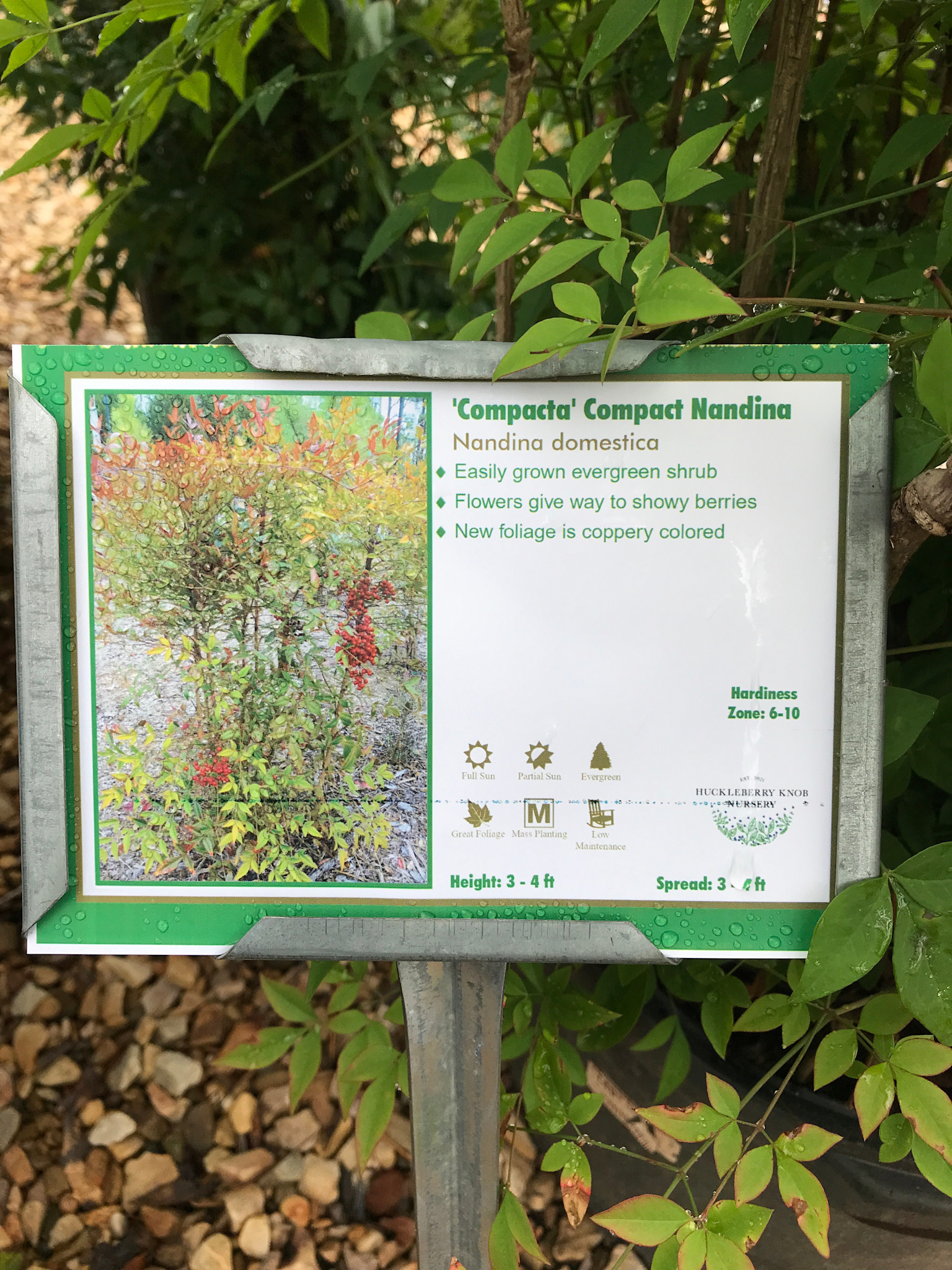 Nandina, Nandina domestica 'Compacta' 10G