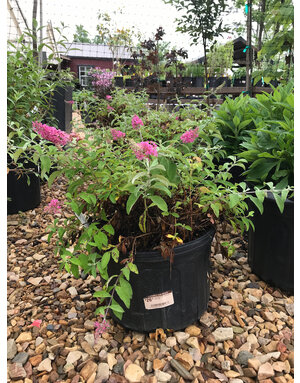 Butterfly Bush 'Baby Buzz Pink' 3G