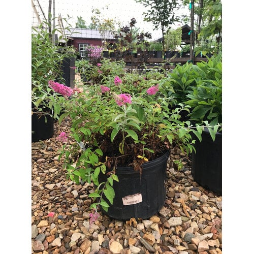 Butterfly Bush, Buddleia â€˜SFF21-026â€™ BABY BUZZÂ® Candy Pink 3G