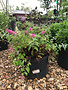 Butterfly Bush, Buddleia ‘SFF21-026’ BABY BUZZ® Candy Pink 3G