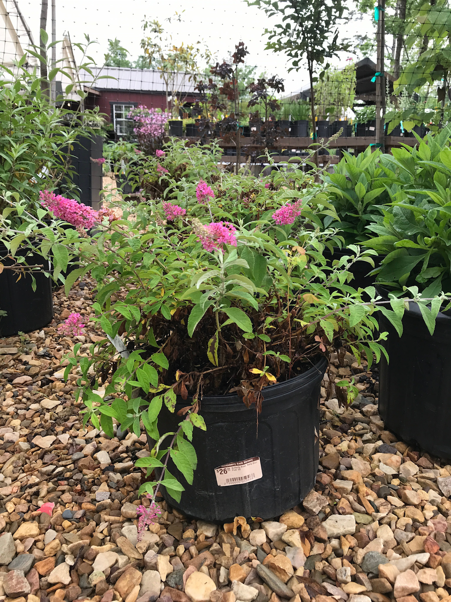 Butterfly Bush 'Baby Buzz Pink' 3G