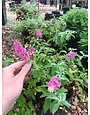 Butterfly Bush 'Baby Buzz Pink' 3G