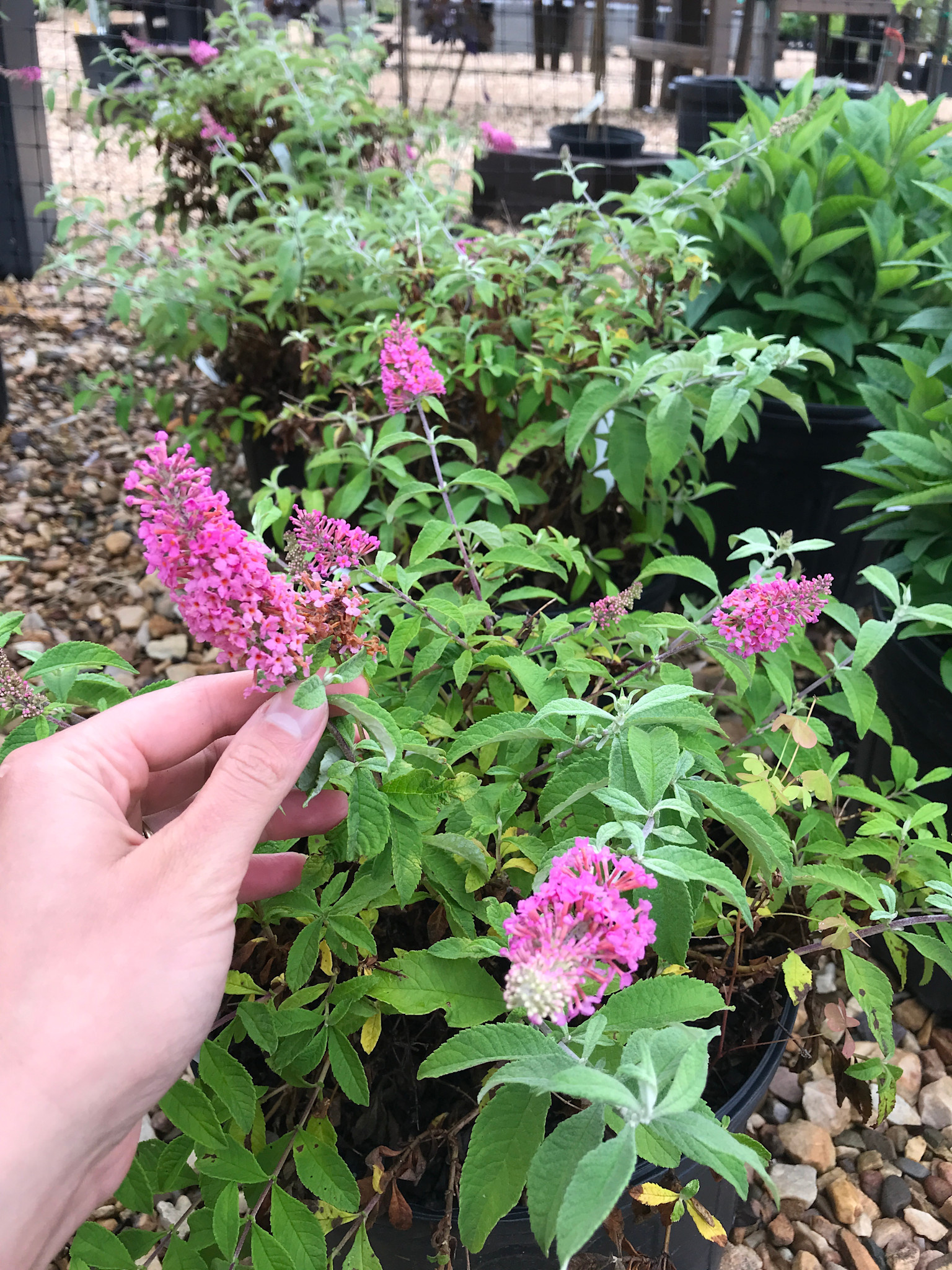Butterfly Bush 'Baby Buzz Pink' 3G