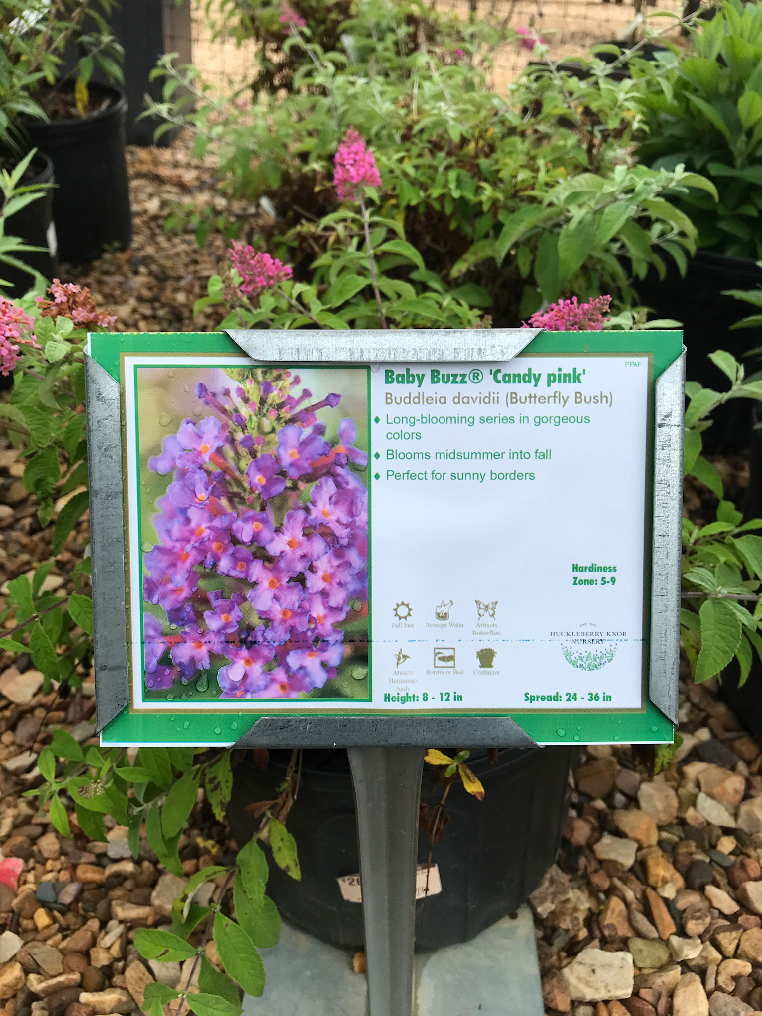 Butterfly Bush, Buddleia ‘SFF21-026’ BABY BUZZ® Candy Pink 3G