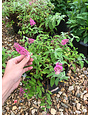 Butterfly Bush, Buddleia ‘SFF21-026’ BABY BUZZ® Candy Pink 3G