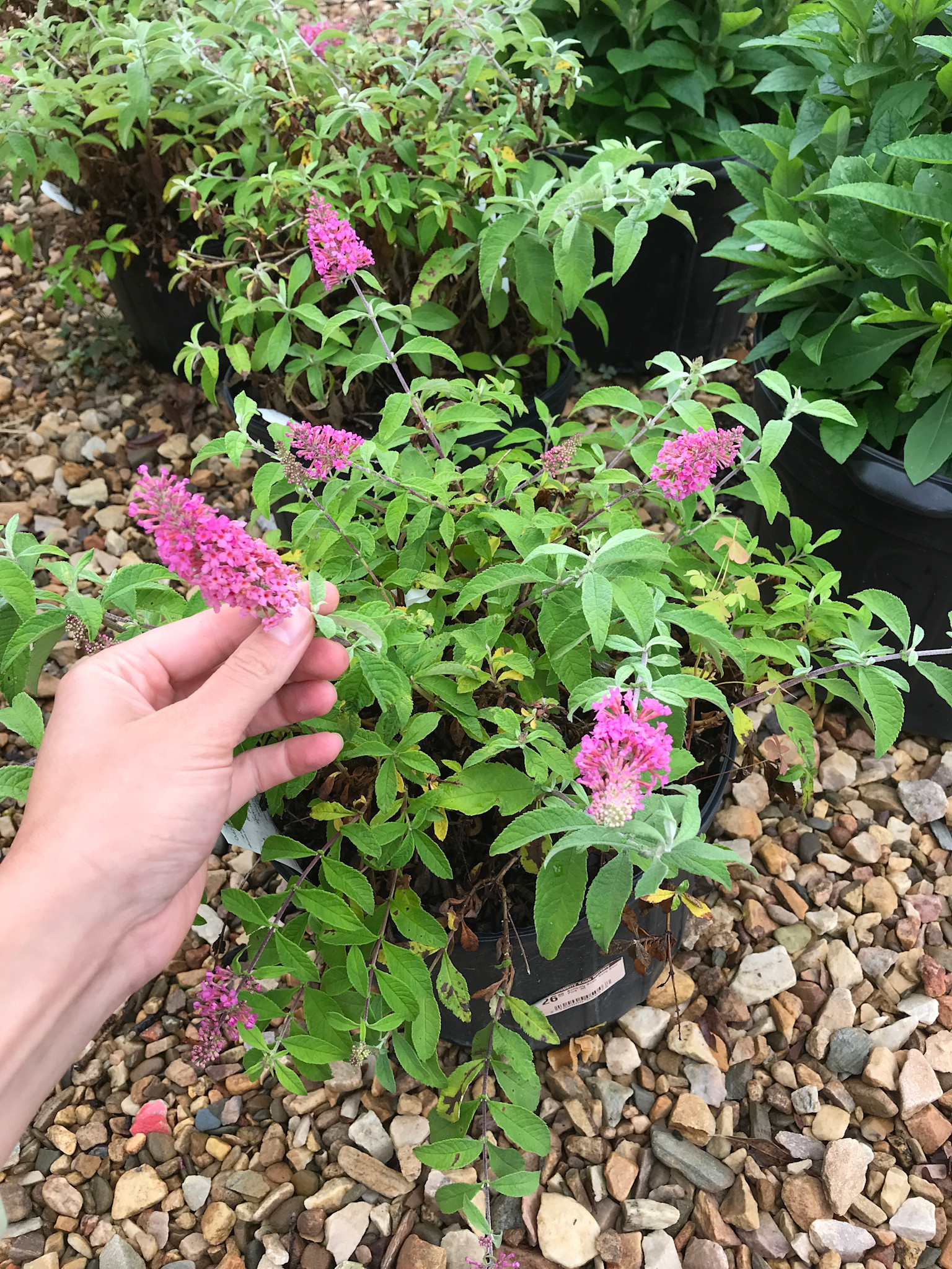 Butterfly Bush 'Baby Buzz Pink' 3G