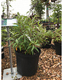 Black Knight Butterfly Bush