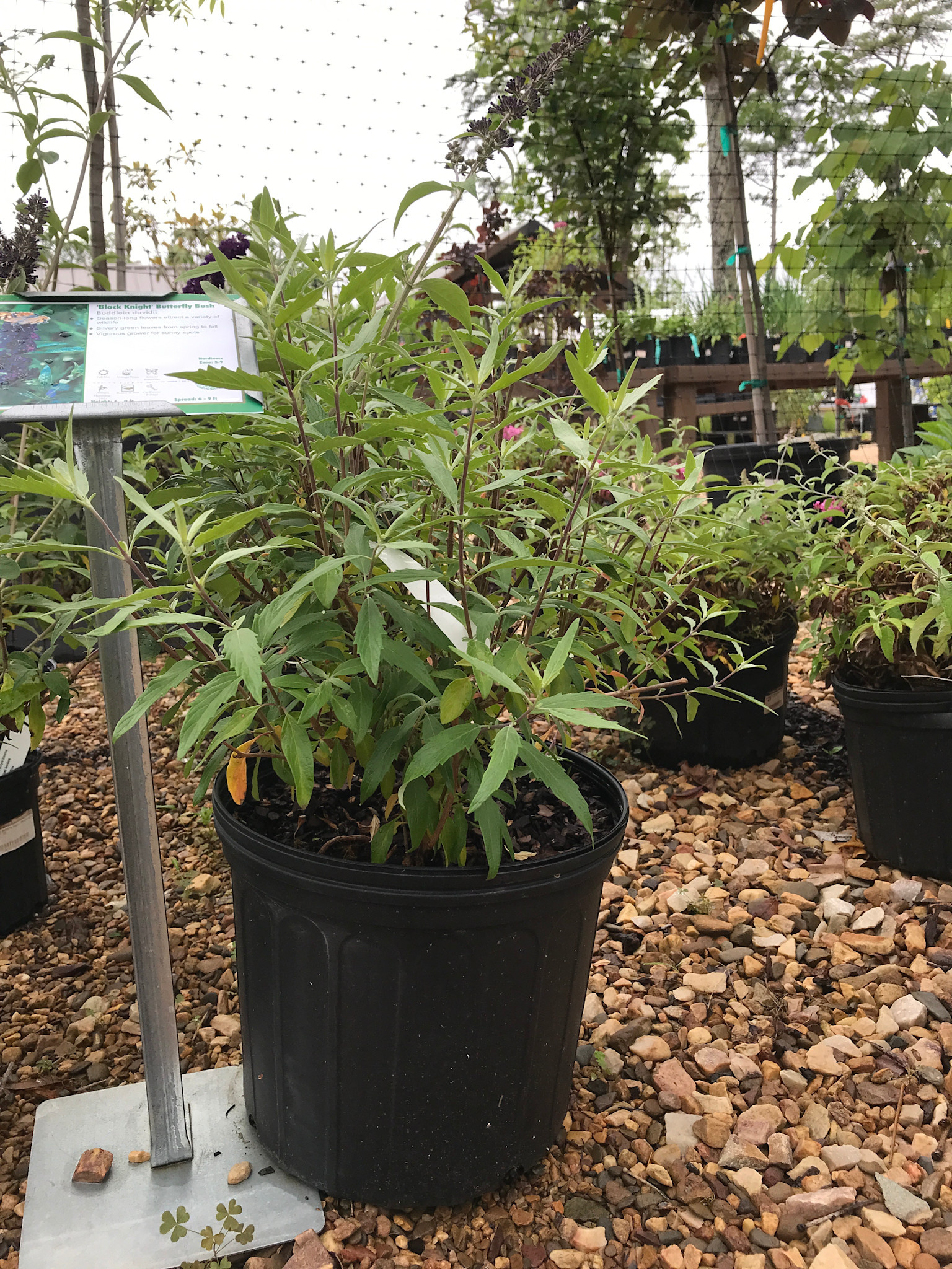 Black Knight Butterfly Bush