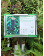 Black Knight Butterfly Bush