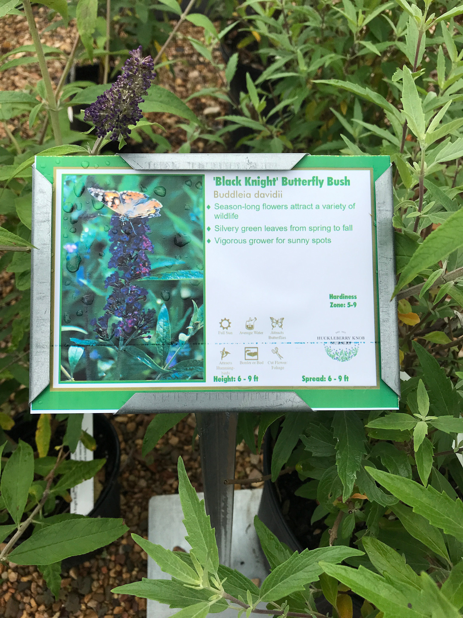 Black Knight Butterfly Bush