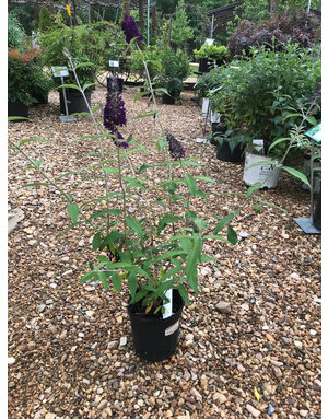 Butterfly Bush- 'Black Knight' 1G