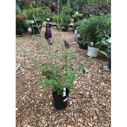Butterfly Bush, Buddleia davidii 'Black Knight' 1G