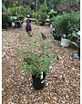 Butterfly Bush, Buddleia davidii 'Black Knight' 1G