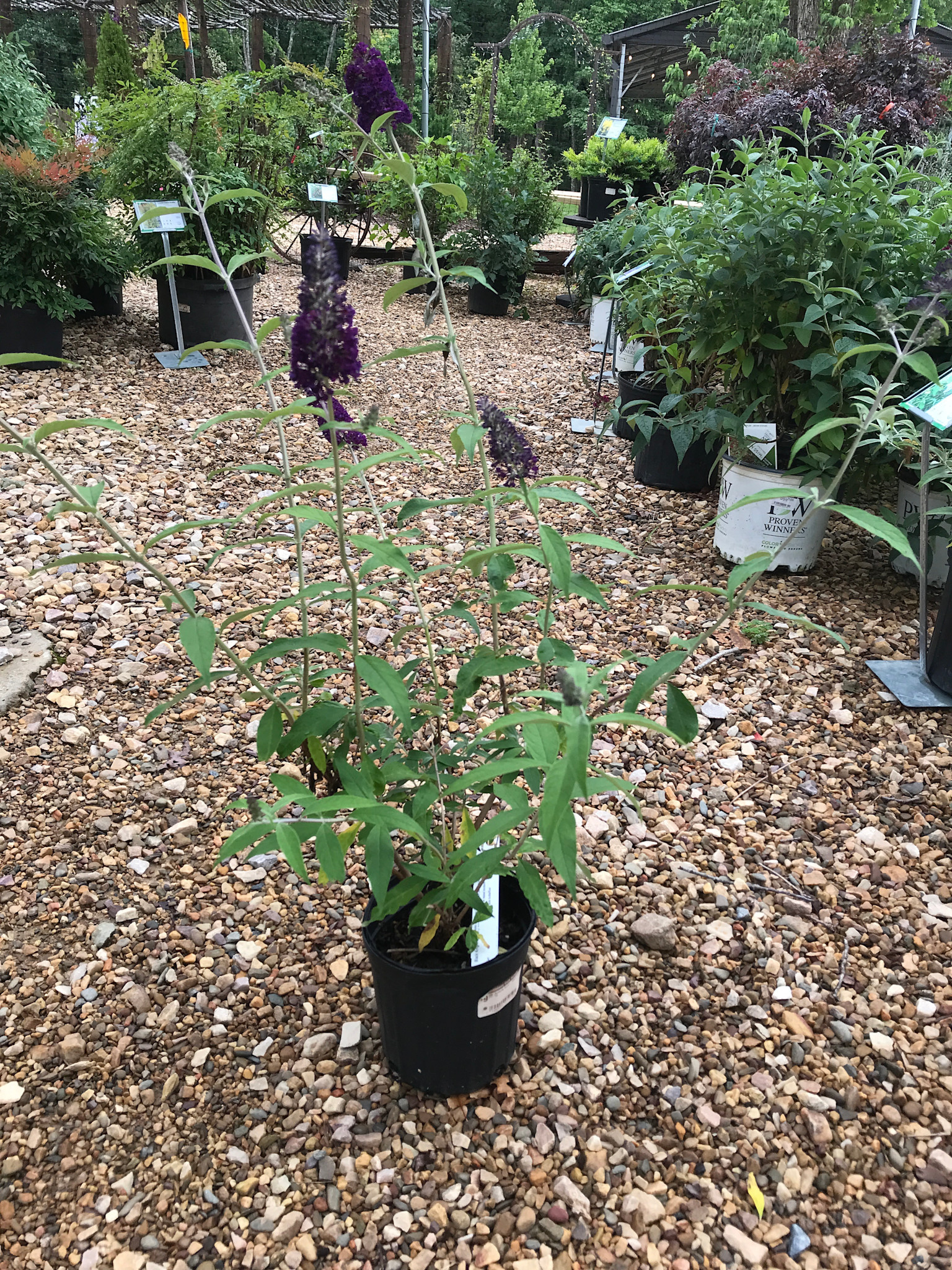 Butterfly Bush, Buddleia davidii 'Black Knight' 1G