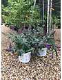 Lo & Behold Lo & Behold 'Blue Chip Jr.' Butterfly Bush