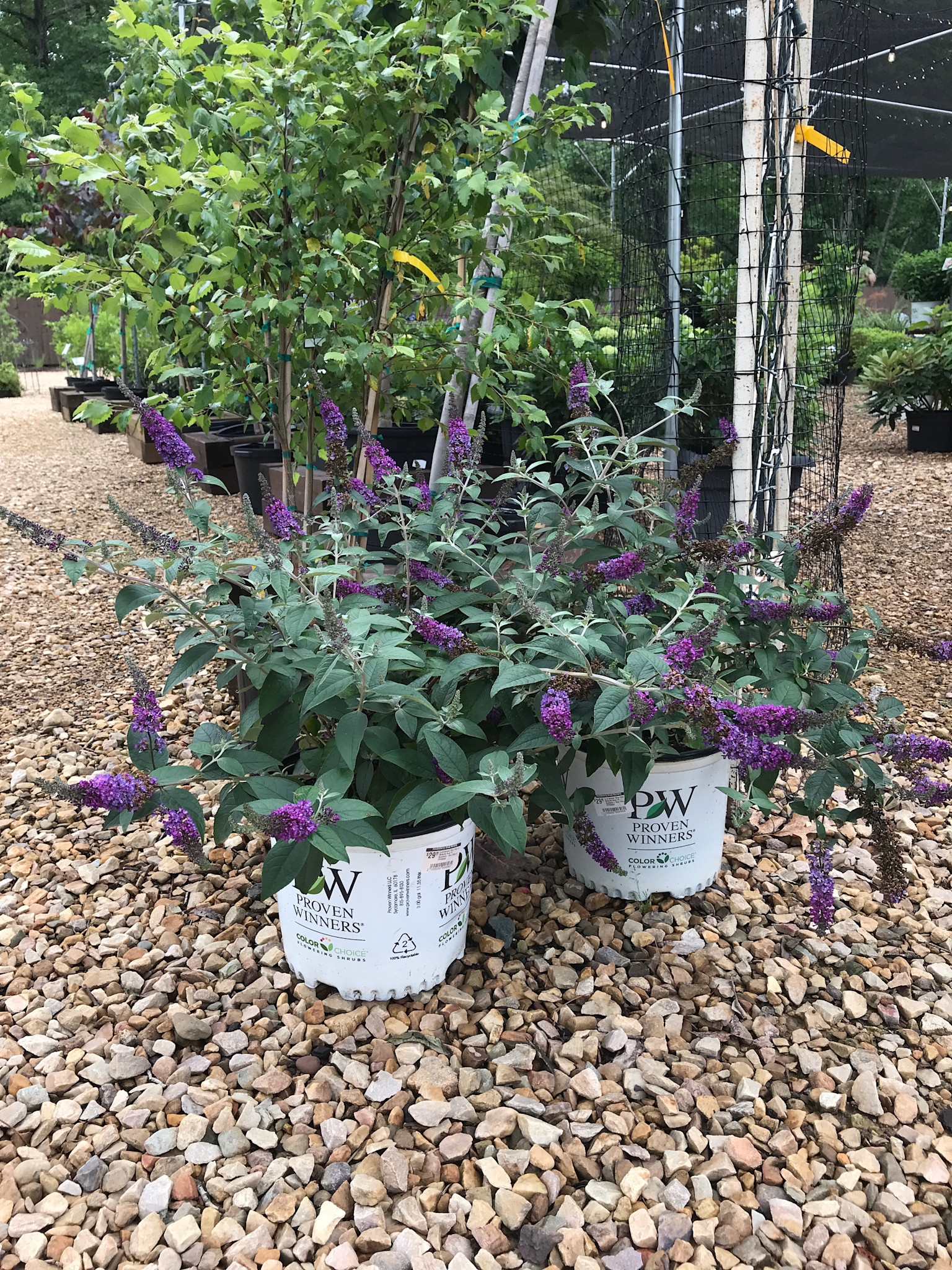Lo & Behold Lo & Behold 'Blue Chip Jr.' Butterfly Bush