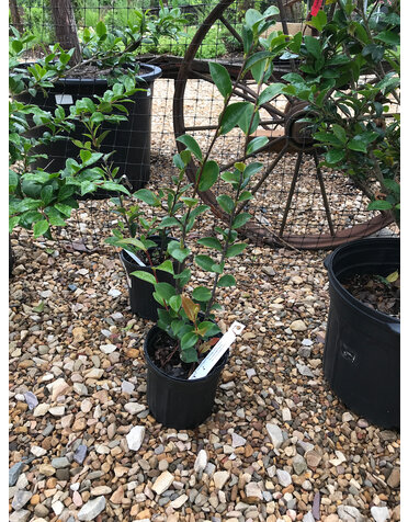 Camellia 'Kanjero' 1G
