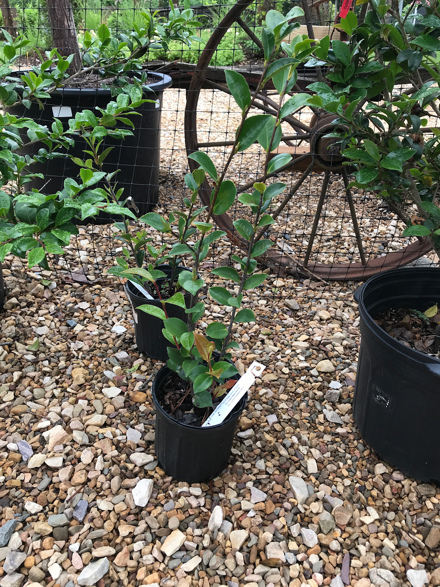 Camellia, Camellia sasanqua 'Kanjiro' 1G