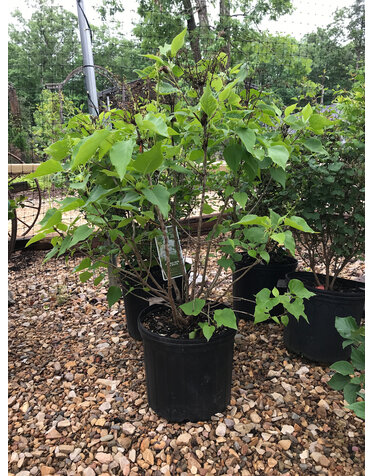 Syringa vulgaris Lilac 'New Age White' PP32670 5G
