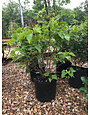 Syringa vulgaris Lilac 'New Age White' PP32670 5G