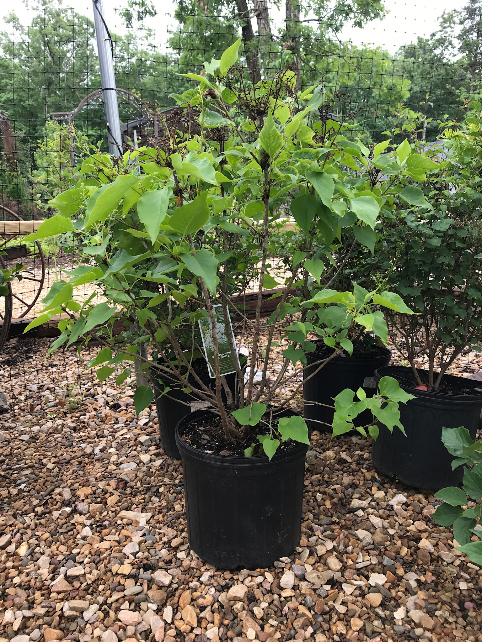 Syringa vulgaris Lilac 'New Age White' PP32670 5G