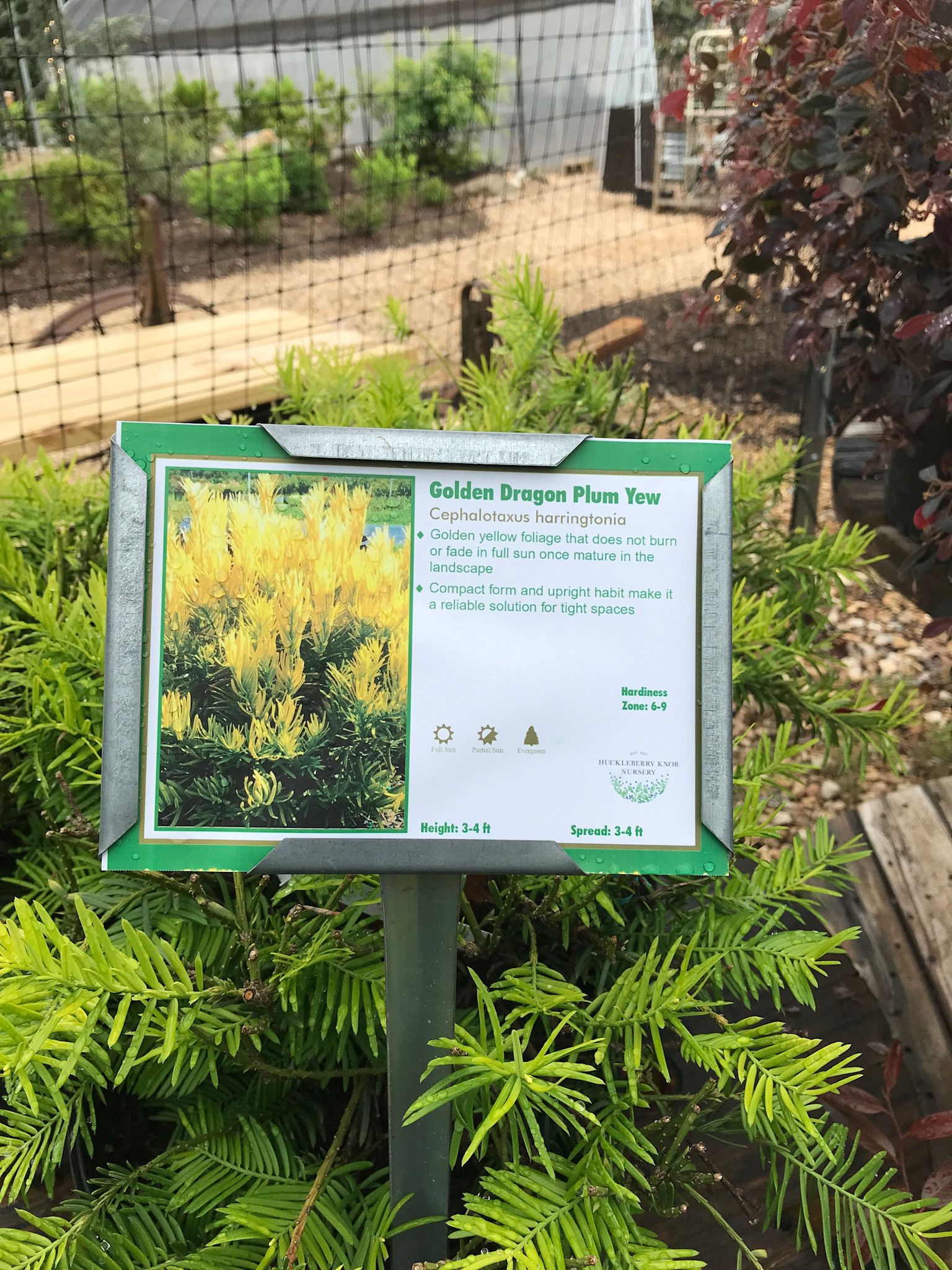 Golden Dragon Plum Yew #3 Cephalotaxus harringtonia 'Golden Dragon'