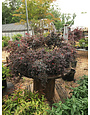 Daruma Chinese Fringe Flower  -- Loropetalum chinense 'Daruma'