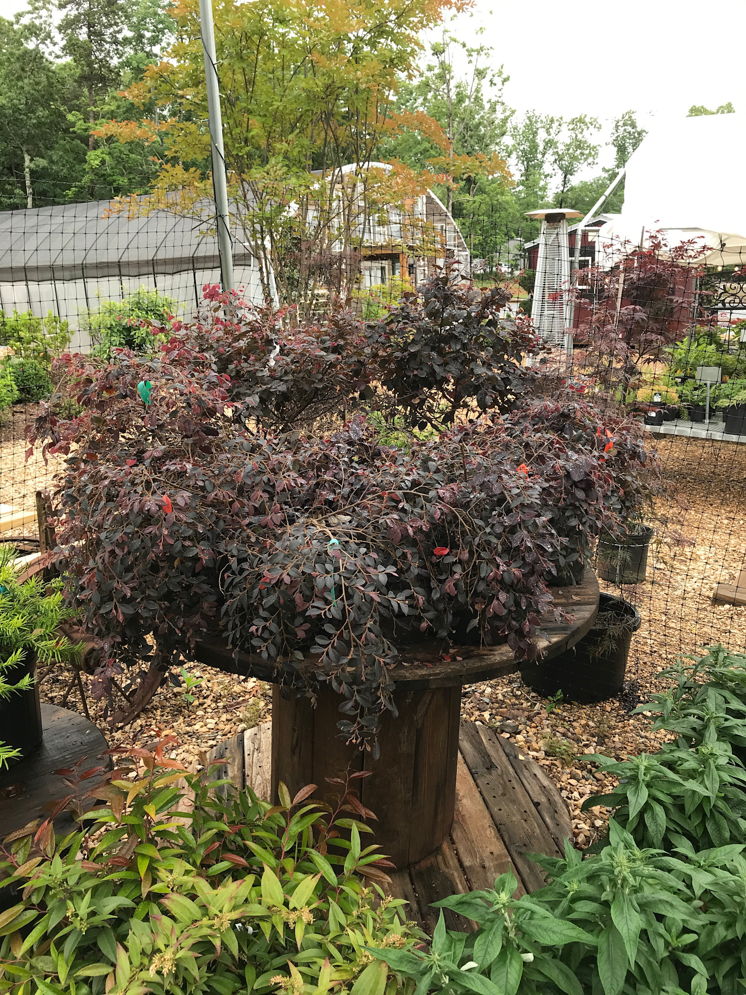 Daruma Chinese Fringe Flower  -- Loropetalum chinense 'Daruma'