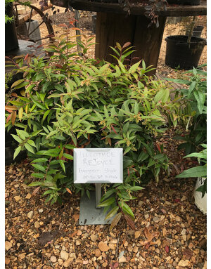 Leucothoe, Leucothoe axillaris 'Rejoyce' 3G