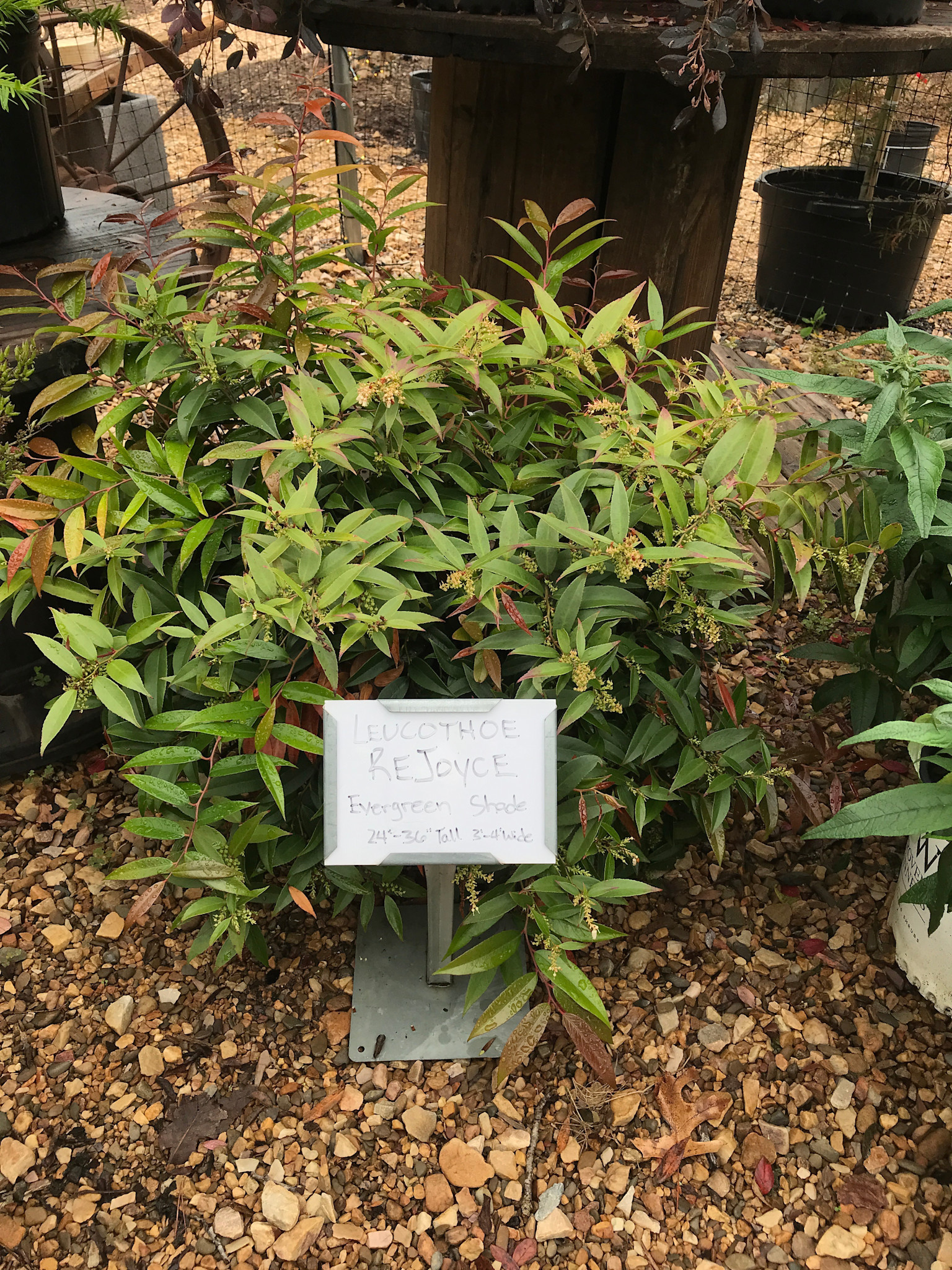 Rejoyce Leucothoe PP30 #3
