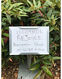 Rejoyce Leucothoe PP30 #3