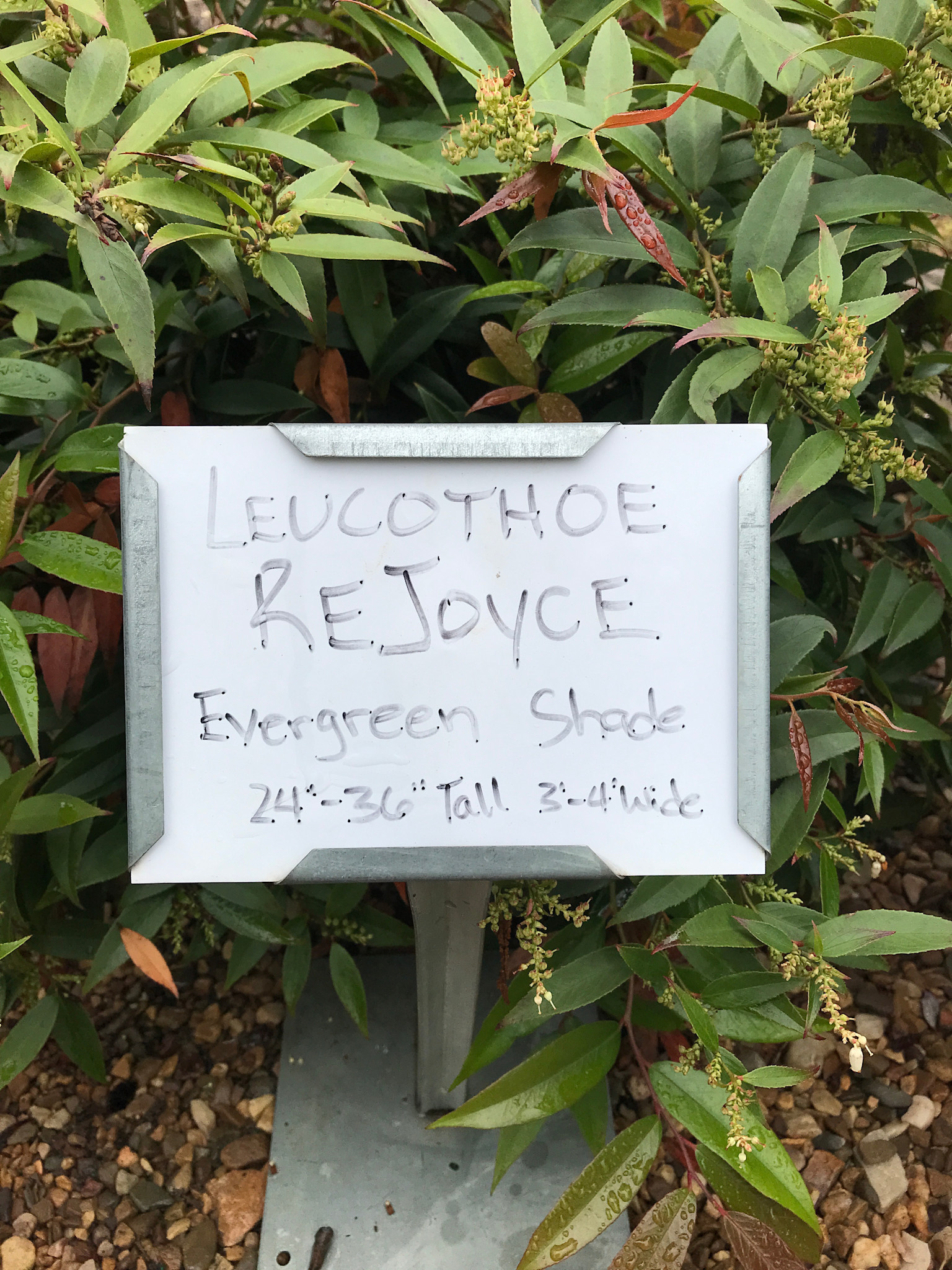 Rejoyce Leucothoe PP30 #3