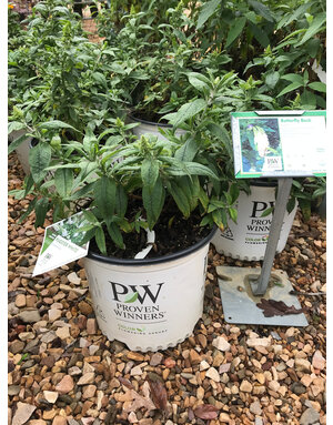 Pugster Pugster White Dwarf Butterfly Bush