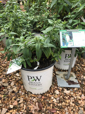 Pugster Pugster White Dwarf Butterfly Bush