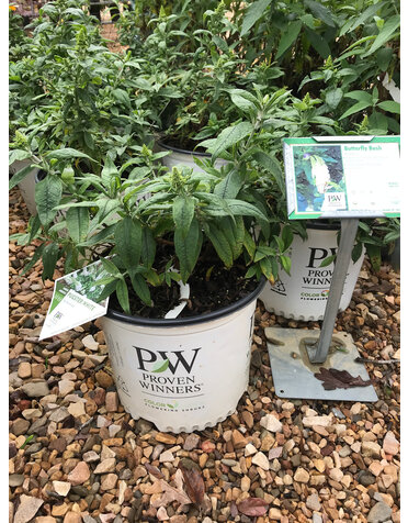 Pugster Pugster White Dwarf Butterfly Bush