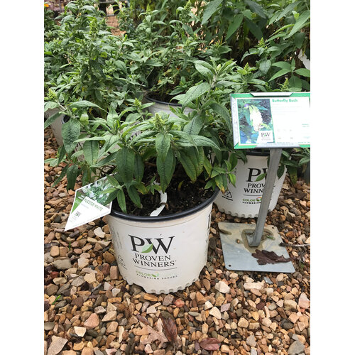 Pugster Pugster White Dwarf Butterfly Bush