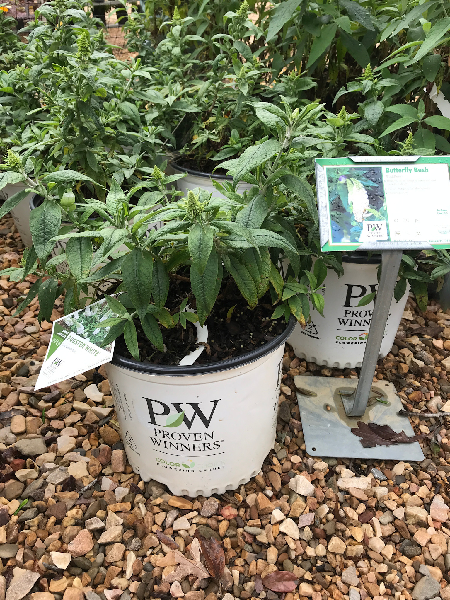 Pugster Pugster White Dwarf Butterfly Bush